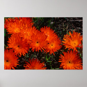 Südafrika Grüne Orange Sukkulenten Blumen Poster