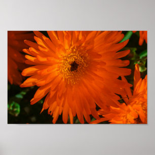 Südafrika Grüne Orange Sukkulenten Blumen Poster