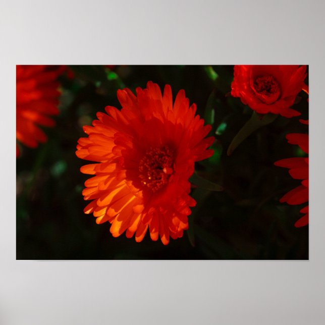 Südafrika Grüne Orangen Sukkulente Blume Poster (Vorne)