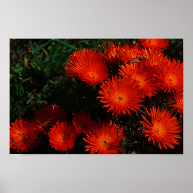 Südafrika Grüne Orangen Sukkulente Blume Poster (Vorne)
