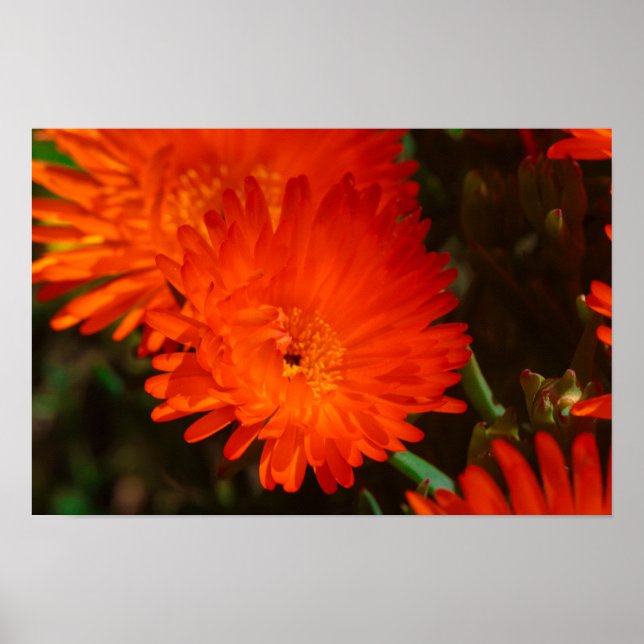 Südafrika Grüne Orangen Sukkulente Blume Poster (Vorne)