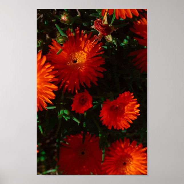 Südafrika Grüne Orangen Sukkulente Blume Poster (Vorne)