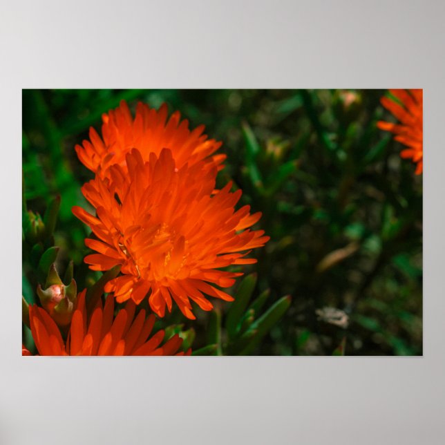 Südafrika Grüne Orangen Sukkulente Blume Poster (Vorne)