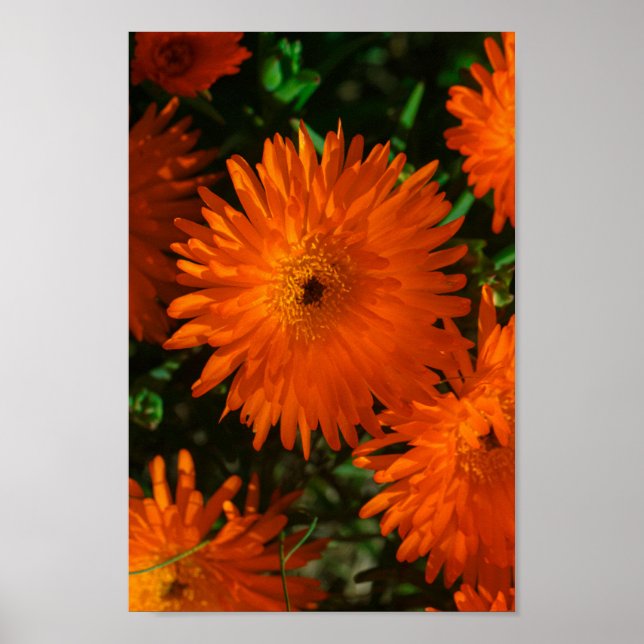 Südafrika Grüne Orangen Sukkulente Blume Poster (Vorne)