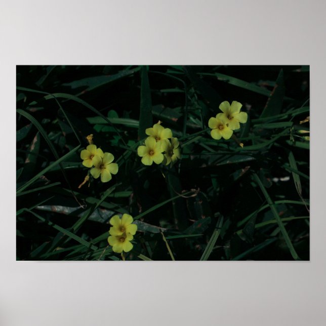 Südafrika Grüngelbe indigene Blume Poster (Vorne)