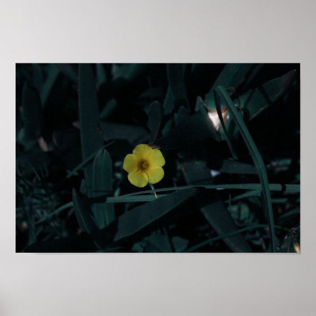 Südafrika Grüngelbe indigene Blume Poster (Vorne)