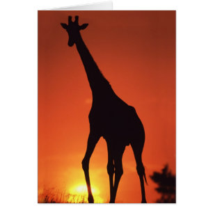 Südafrika, Krüger NP. Giraffe (Giraffa