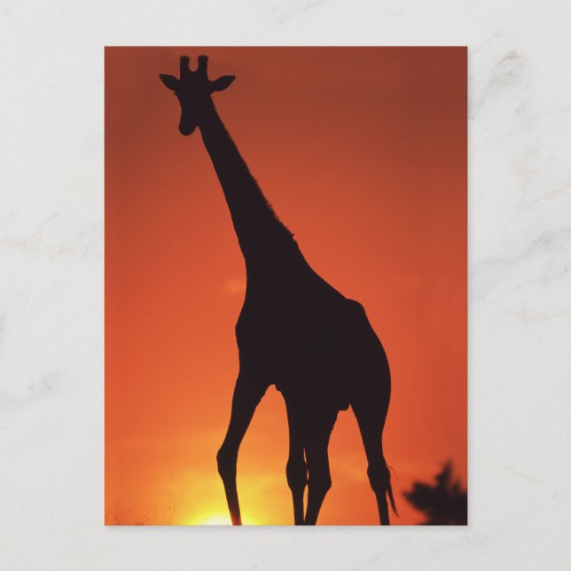 Südafrika, Kruger NP.  Giraffe (Giraffa Postkarte (Vorderseite)