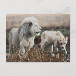 Südafrika Lion als König Postkarte