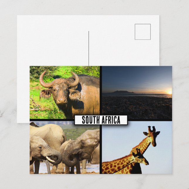 Südafrika NaturfotoCollage Postkarte (Vorne/Hinten)