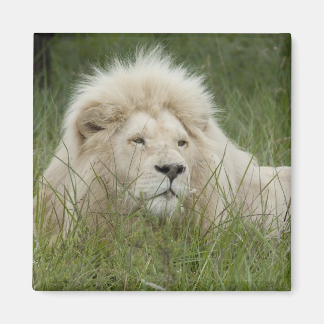 Südafrika, Ost-London, Inkahnwezi Private Magnet (Vorne)