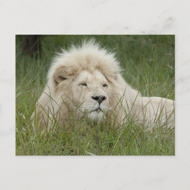 Südafrika, Ost-London, Inkahnwezi Private Postkarte (Vorderseite)