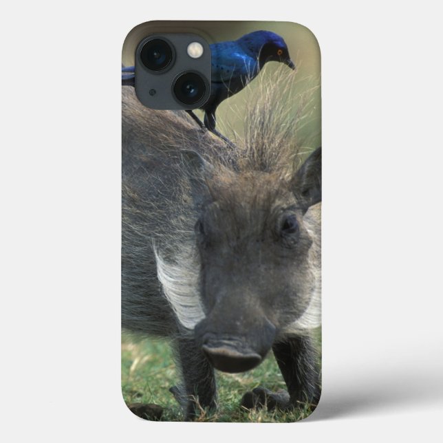 Südafrika, Pilanesburg GR, Warthog Case-Mate iPhone Hülle (Rückseite)