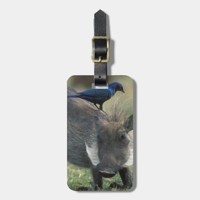 Südafrika, Pilanesburg GR, Warthog Gepäckanhänger (Vorderseite vertikal)