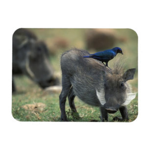 Südafrika, Pilanesburg GR, Warthog Magnet