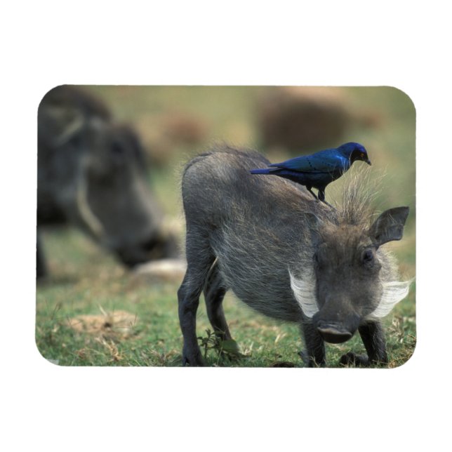 Südafrika, Pilanesburg GR, Warthog Magnet (Horizontal)