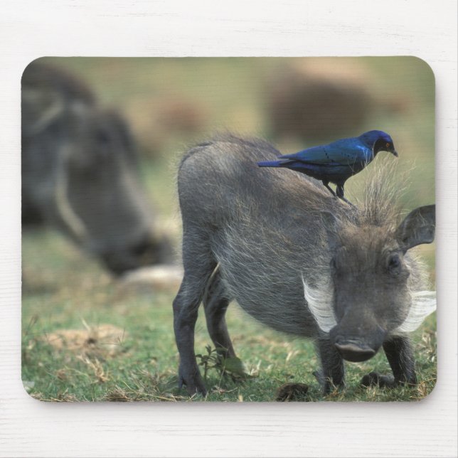Südafrika, Pilanesburg GR, Warthog Mousepad (Vorne)