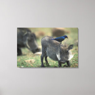 Südafrika, Pilanesburg GR, Warzenschwein Leinwanddruck