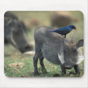 Südafrika, Pilanesburg GR, Warzenschwein Mousepad
