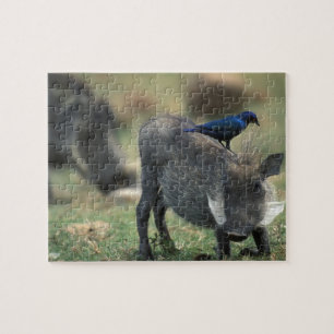 Südafrika, Pilanesburg GR, Warzenschwein Puzzle