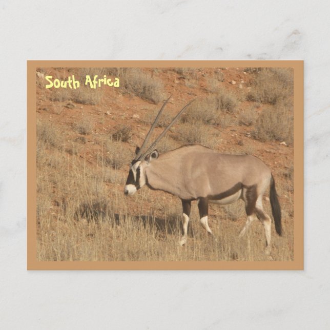 Südafrika Postkarte (Vorderseite)