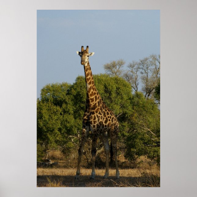 Südafrikanische Giraffe Poster (Vorne)