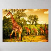 Südafrikanische Giraffen