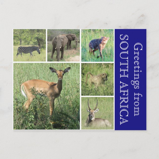 Südafrikanische Grüße Postkarte (Vorderseite)