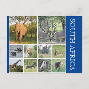 Südafrikanische Tiere Postkarte
