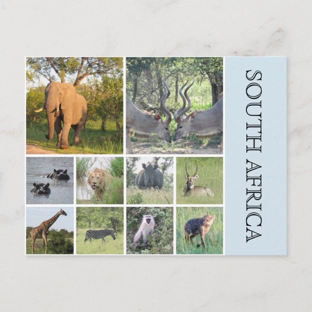 südafrikanische Tiere Postkarte (Vorderseite)