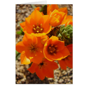 Südafrikanischer orange Stern