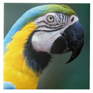 Südamerika, Brasilien, Iguacu Nationalpark, Fliese