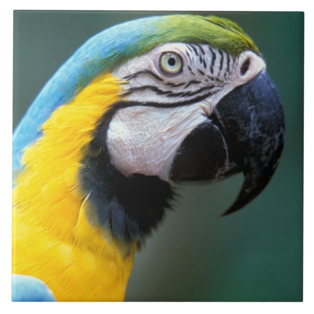 Südamerika, Brasilien, Iguacu Nationalpark, Fliese (Vorderseite)