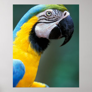 Südamerika, Brasilien, Iguacu Nationalpark, Poster