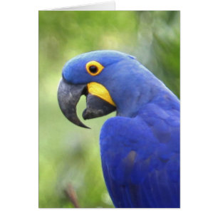 Südamerika, Brasilien, Pantanal