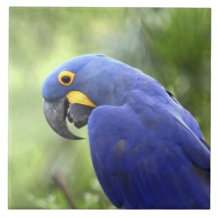 Südamerika, Brasilien, Pantanal Fliese