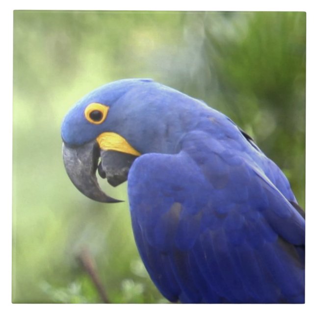 Südamerika, Brasilien, Pantanal Fliese (Vorderseite)