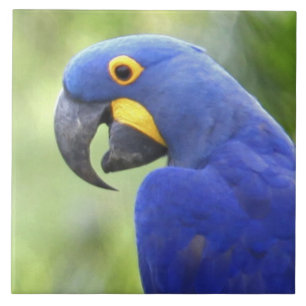 Südamerika, Brasilien, Pantanal Fliese