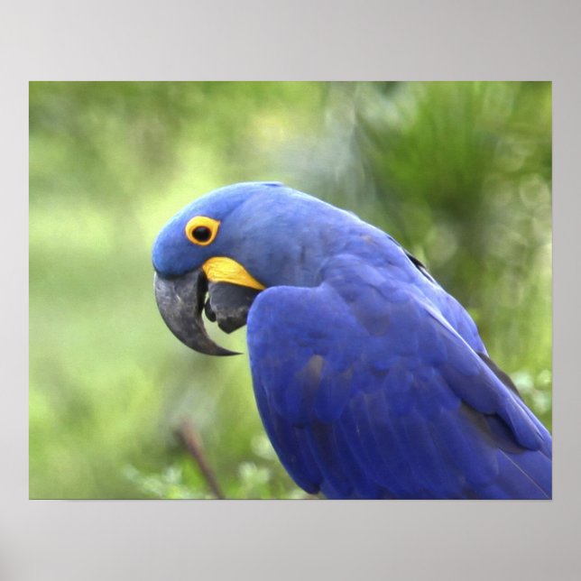 Südamerika, Brasilien, Pantanal Gefährdete 2 Poster (Vorne)