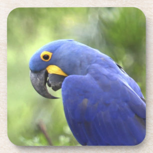 Südamerika, Brasilien, Pantanal Getränkeuntersetzer