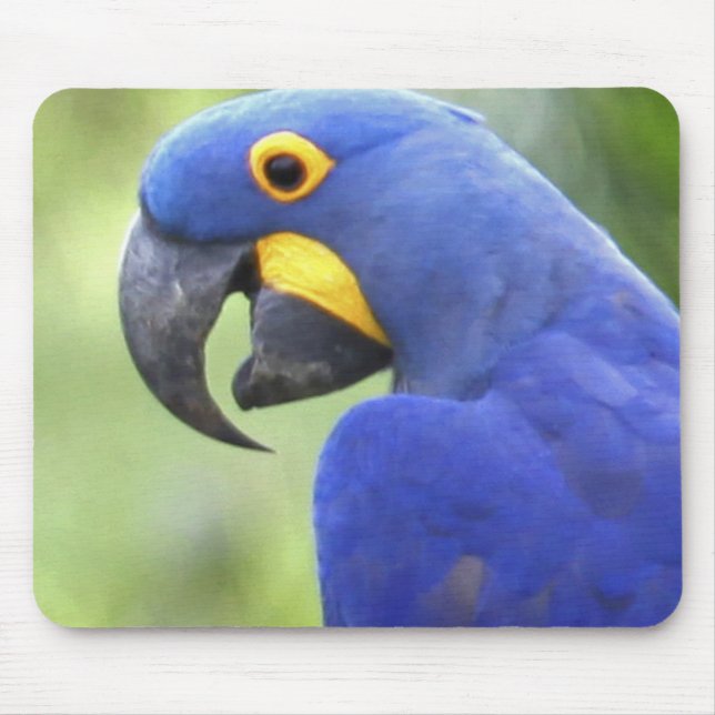Südamerika, Brasilien, Pantanal Mousepad (Vorne)