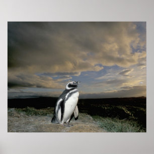 Südamerika, Chile, Patagonia, Magellanes, Poster