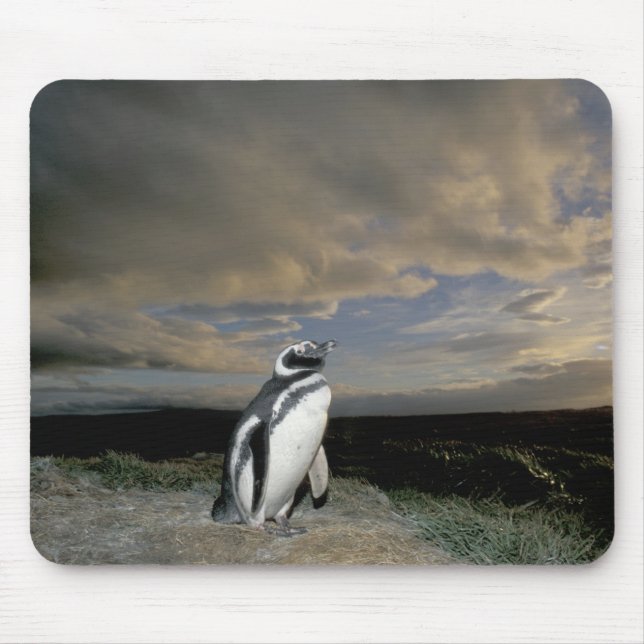 Südamerika, Chile, Patagonien, Magellanes, Mousepad (Vorne)
