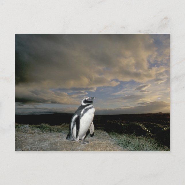 Südamerika, Chile, Patagonien, Magellanes, Postkarte (Vorderseite)