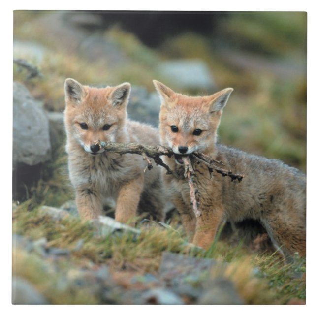 Südamerika, Chile, Torres del Paine National Fliese (Vorderseite)