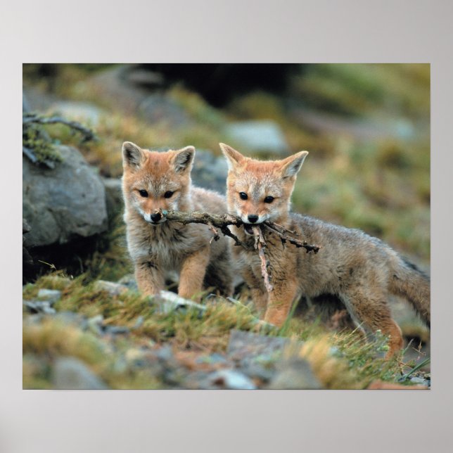 Südamerika, Chile, Torres del Paine National Poster (Vorne)