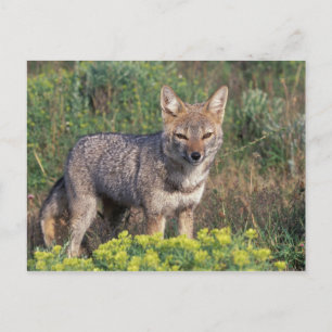 Südamerika, Chile, Torres Del Paine NP, Postkarte