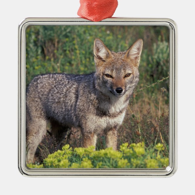 Südamerika, Chile, Torres del Paine NP Silbernes Ornament (Vorne)