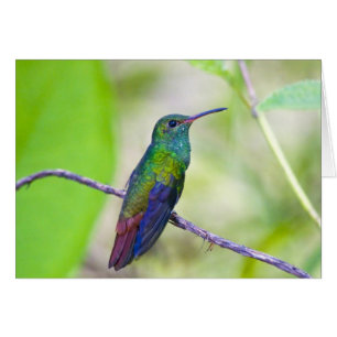 Südamerika, Costa Rica, Sarapiqui, La Selva