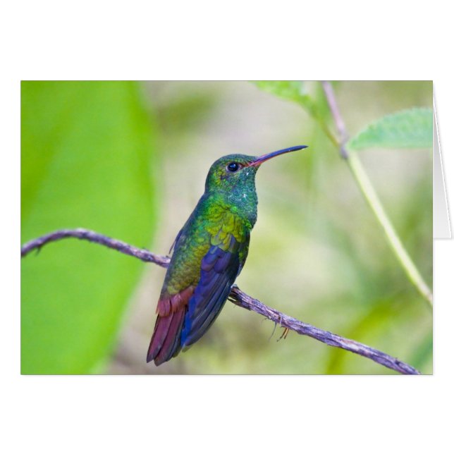 Südamerika, Costa Rica, Sarapiqui, La Selva (Vorderseite (Horizontal))